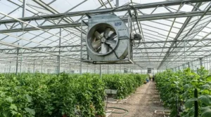 An industrial-grade best greenhouse fan installed in a large commercial agricultural glasshouse.