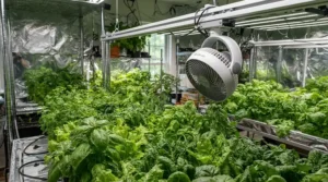 An oscillating fan for grow tent delivering even air distribution across lush green foliage for better plant health circulation.