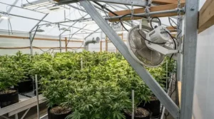 A versatile oscillating fan for grow tent mounted overhead as a tent oscillating clip fan for compact spaces.