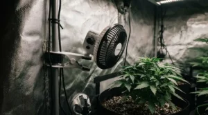 An oscillating fan for grow tent positioned in the corner to eliminate stagnant pockets and ensure total air circulation.